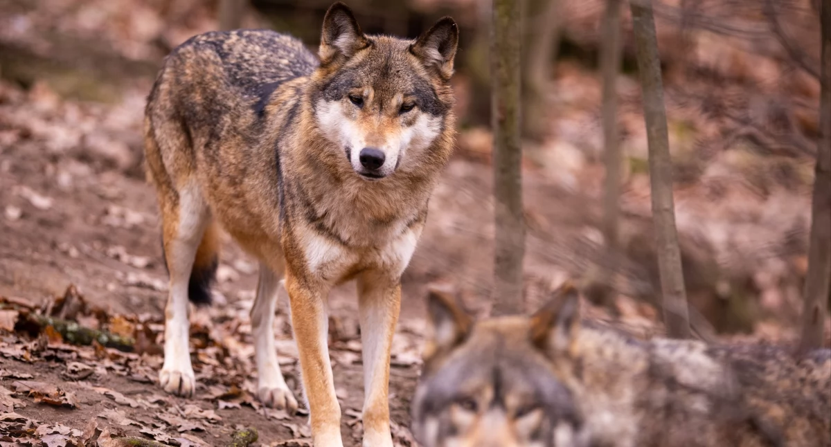 Przyroda, Tragiczny bilans kampinoskich drogach Kolejny padł ofiarą pędzących samochodów - zdjęcie, fotografia