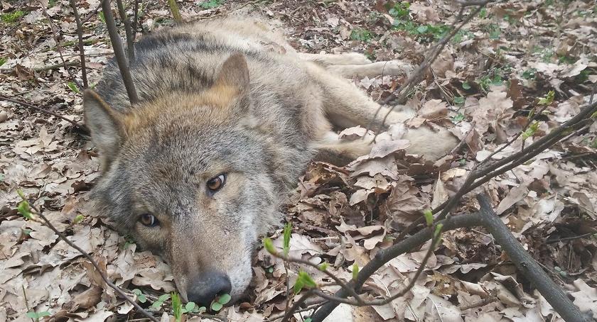 Foto Adam Olszewski, RDLP Olsztyn: potrącony wilk wraca do zdrowia