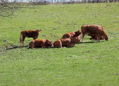 agroturystyka kampinos, ogłoszenia agroturystyka mazowieckie kampinos | iKampinos.pl
